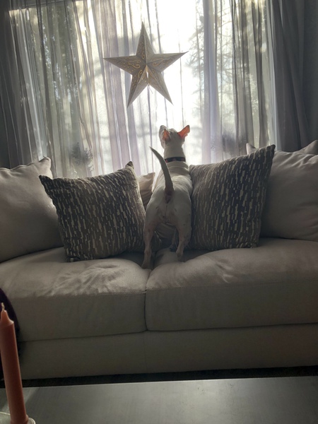 Entry image for Zoey. Clicking this image will show a larger photo