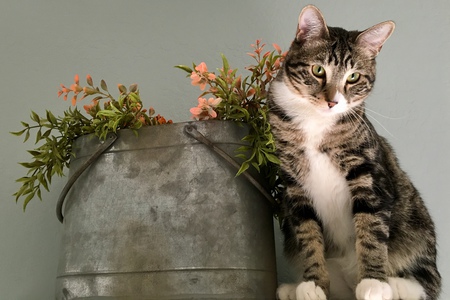 Entry image for Rocky. Clicking this image will show a larger photo