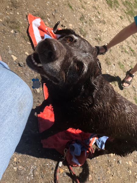 Entry image for Coco. Clicking this image will show a larger photo