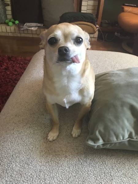 Entry image for Sophia (AKA Peanut). Clicking this image will show a larger photo