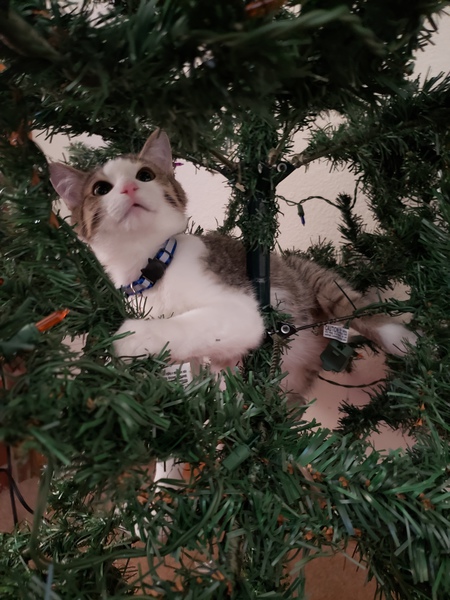 Entry image for Avery. Clicking this image will show a larger photo