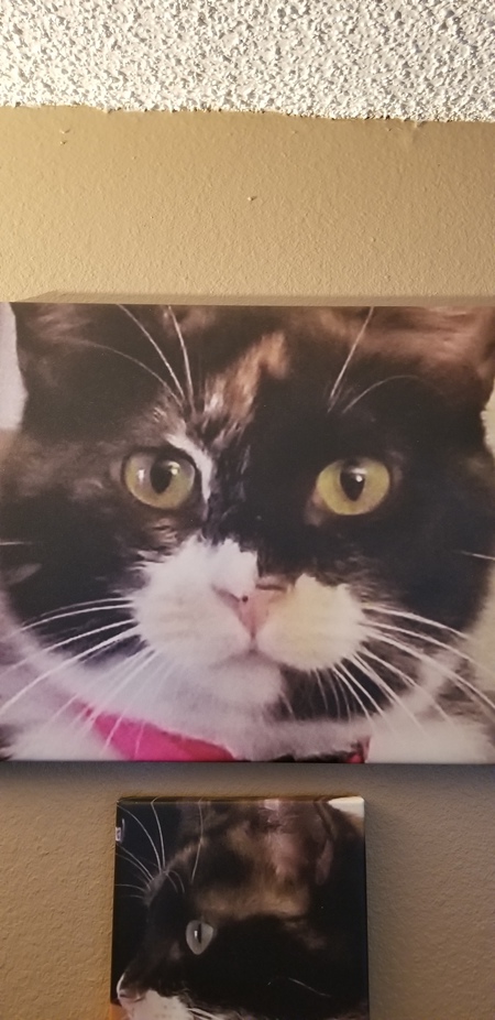 Entry image for Mittens. Clicking this image will show a larger photo