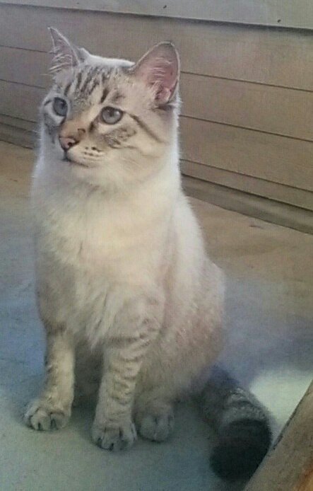 Entry image for Purrzi. Clicking this image will show a larger photo