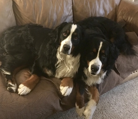 Entry image for Bronco and Gracie. Clicking this image will show a larger photo