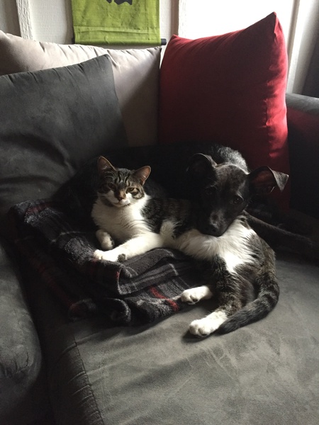 Entry image for Orion & Lincoln. Clicking this image will show a larger photo