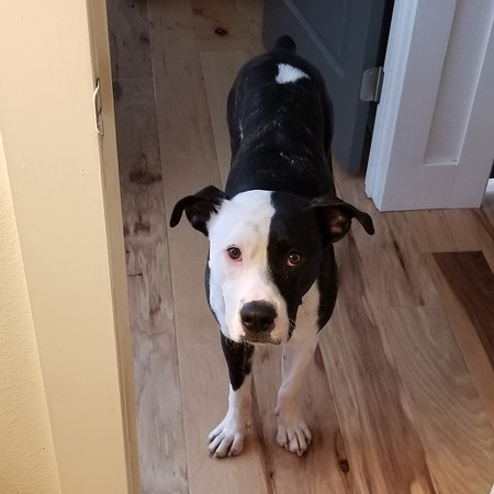 Entry image for Ace. Clicking this image will show a larger photo