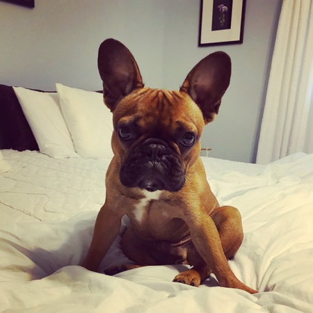 Entry image for Desmond. Clicking this image will show a larger photo