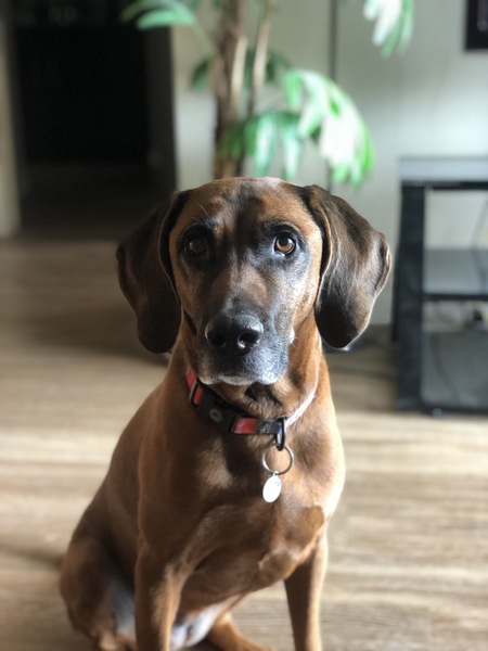 Entry image for Millie. Clicking this image will show a larger photo