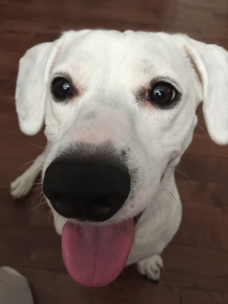 Entry image for Olive. Clicking this image will show a larger photo