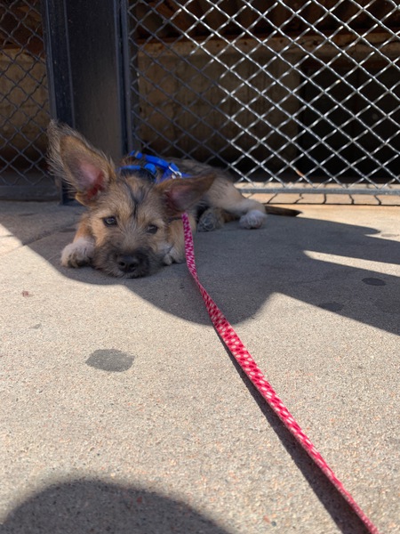 Entry image for Yoda. Clicking this image will show a larger photo