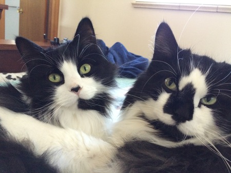 Entry image for DUKE &  DAISY. Clicking this image will show a larger photo