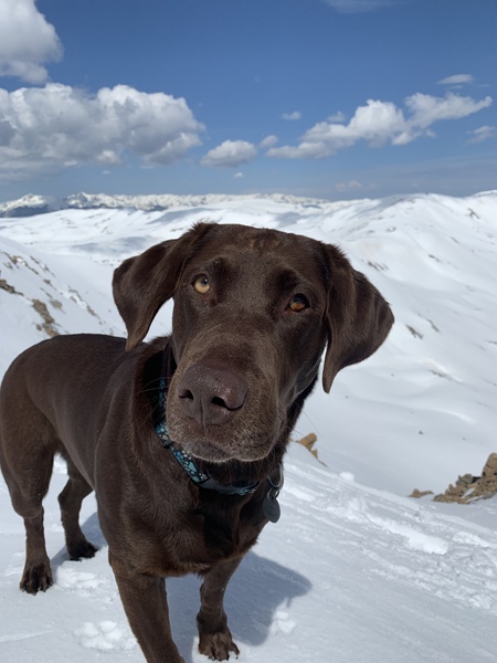 Entry image for Molly. Clicking this image will show a larger photo