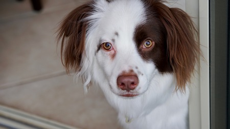 Entry image for Dash. Clicking this image will show a larger photo