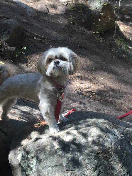 Entry image for Sadie . Clicking this image will show a larger photo