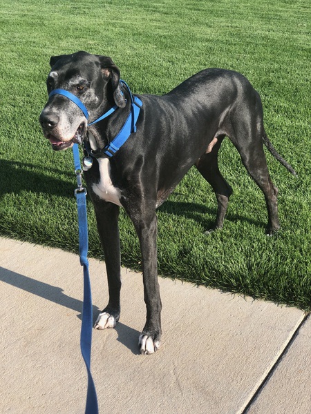 Entry image for Jake. Clicking this image will show a larger photo