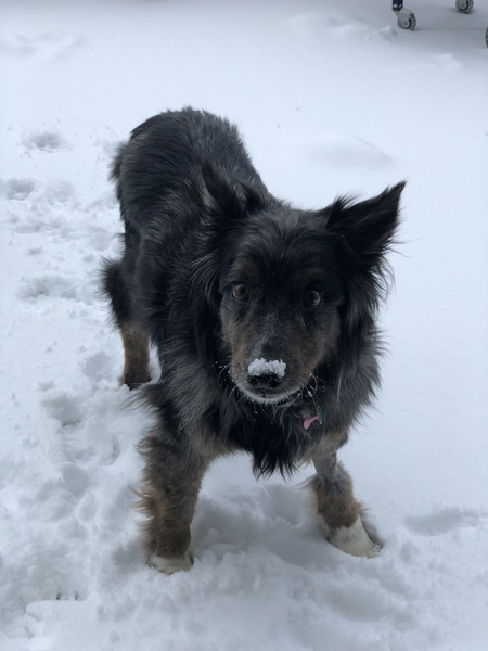 Entry image for Darby . Clicking this image will show a larger photo