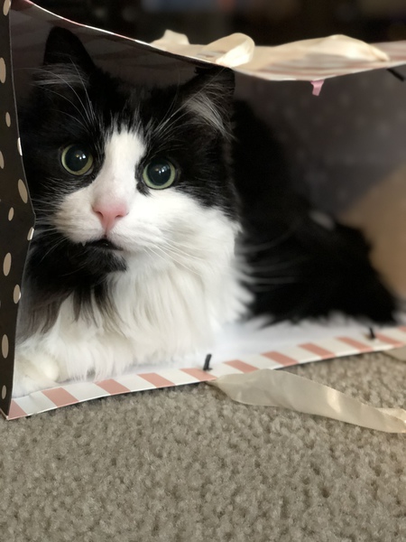 Entry image for Loki. Clicking this image will show a larger photo