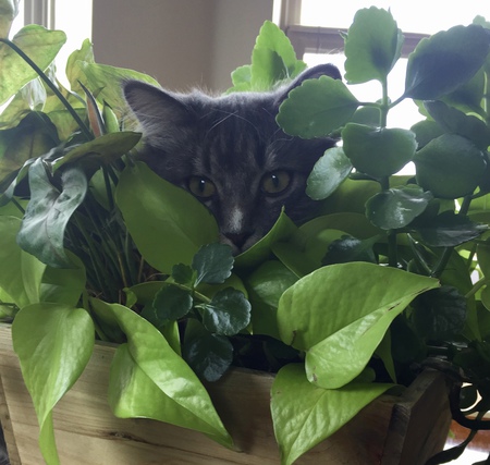 Entry image for Ellie. Clicking this image will show a larger photo