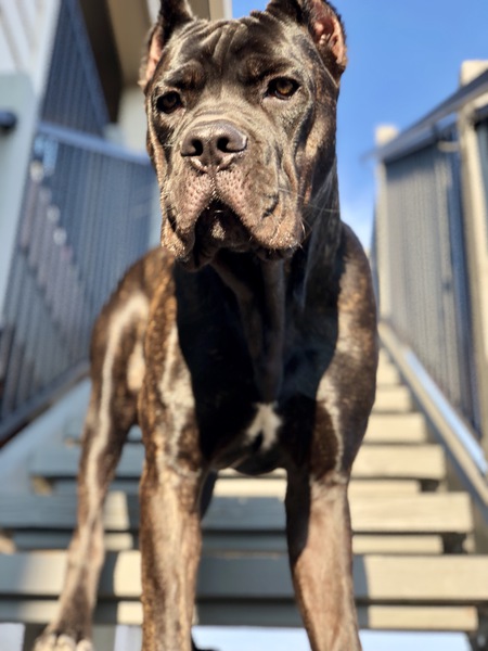 Entry image for Gabriel. Clicking this image will show a larger photo