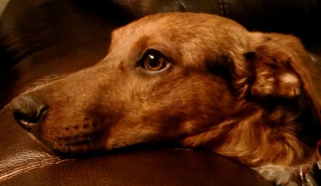 Entry image for Jackson. Clicking this image will show a larger photo