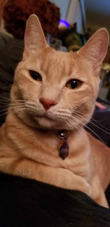 Entry image for Otis. Clicking this image will show a larger photo