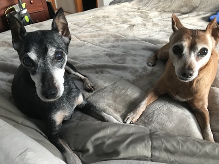 Entry image for Kira and Tawnie. Clicking this image will show a larger photo