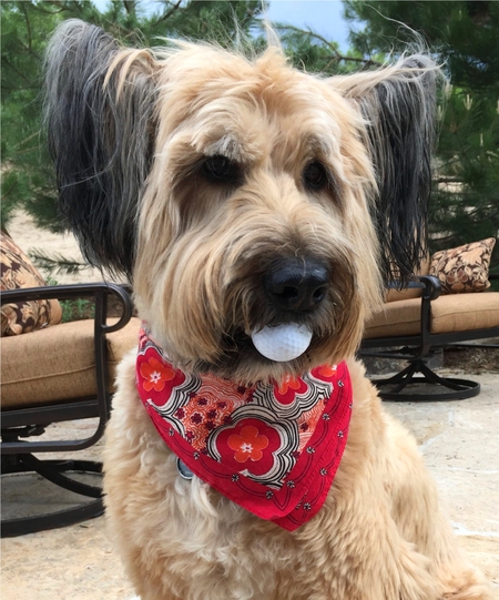 Entry image for Moz. Clicking this image will show a larger photo