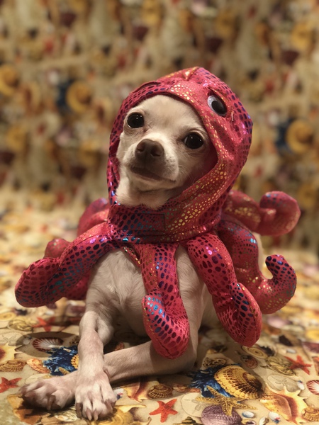 Entry image for Gracie. Clicking this image will show a larger photo