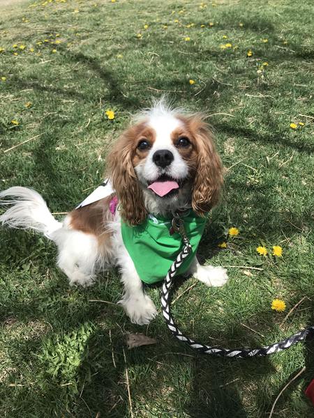 Entry image for Lucille. Clicking this image will show a larger photo