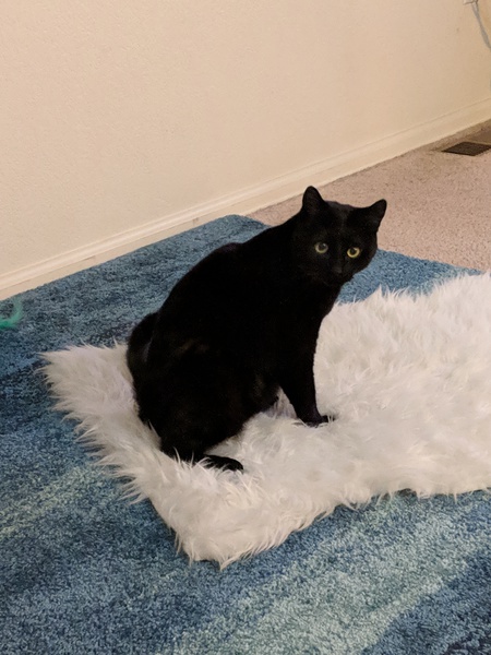 Entry image for Bella. Clicking this image will show a larger photo