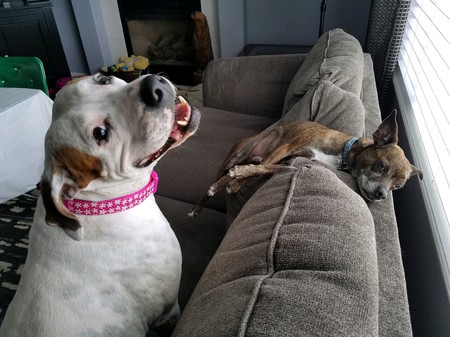 Entry image for Daisy and Chase. Clicking this image will show a larger photo