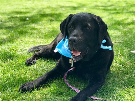 Entry image for Paisley. Clicking this image will show a larger photo