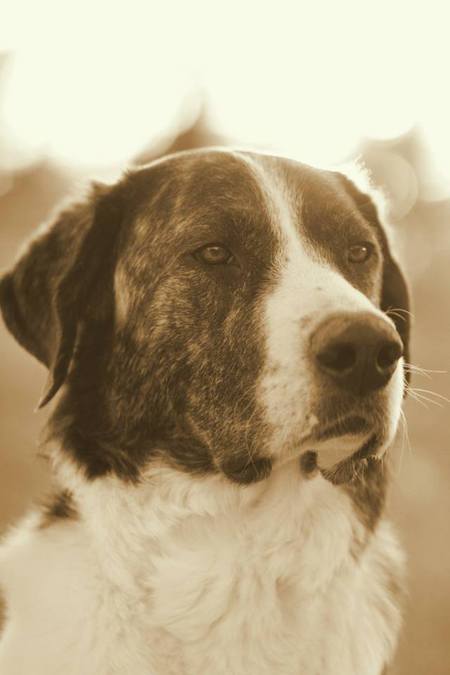 Entry image for Charlee. Clicking this image will show a larger photo