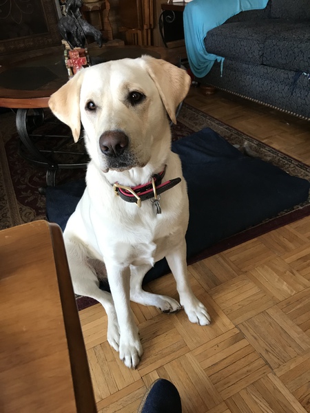 Entry image for Sidney . Clicking this image will show a larger photo