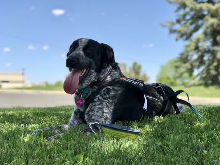 Entry image for Galleta. Clicking this image will show a larger photo