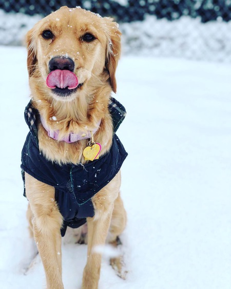 Entry image for Ruby. Clicking this image will show a larger photo