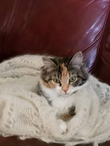 Entry image for Gizmo. Clicking this image will show a larger photo