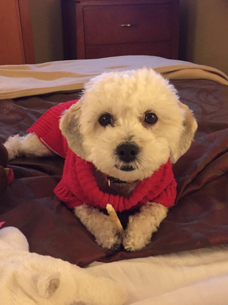 Entry image for Muffin. Clicking this image will show a larger photo