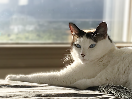 Entry image for Tillie. Clicking this image will show a larger photo