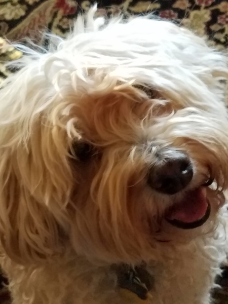 Entry image for Louie. Clicking this image will show a larger photo