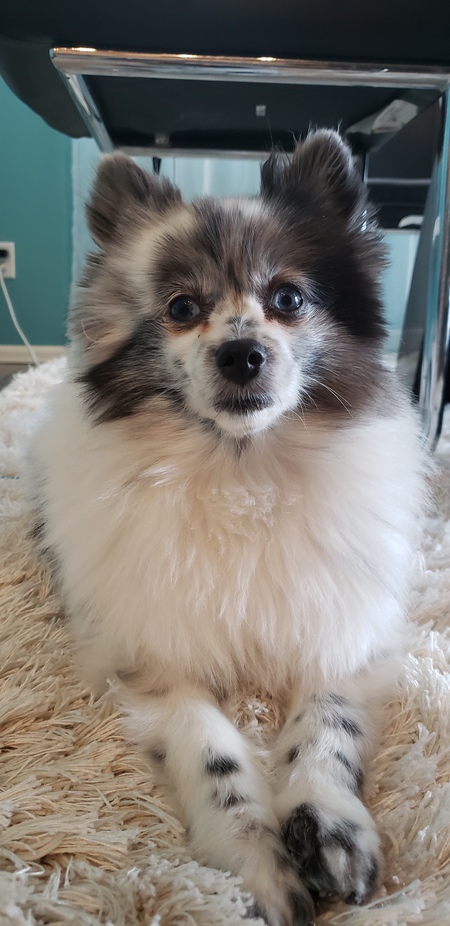 Entry image for Kerbie. Clicking this image will show a larger photo