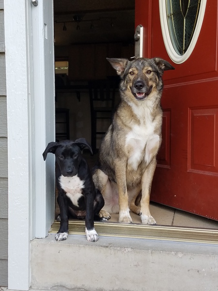 Entry image for Buddy & Lailea. Clicking this image will show a larger photo