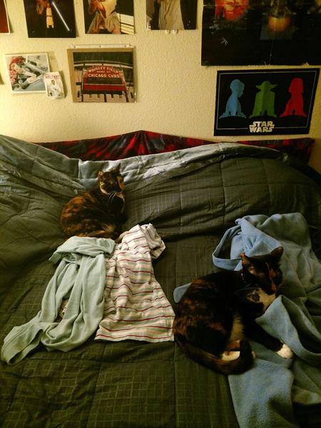 Entry image for Mittens & Bella. Clicking this image will show a larger photo