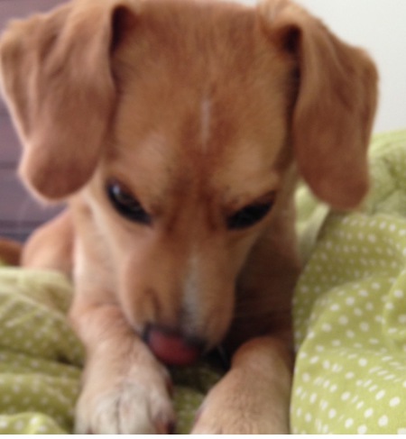 Entry image for Bella. Clicking this image will show a larger photo