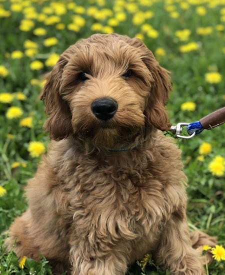 Entry image for Bart. Clicking this image will show a larger photo