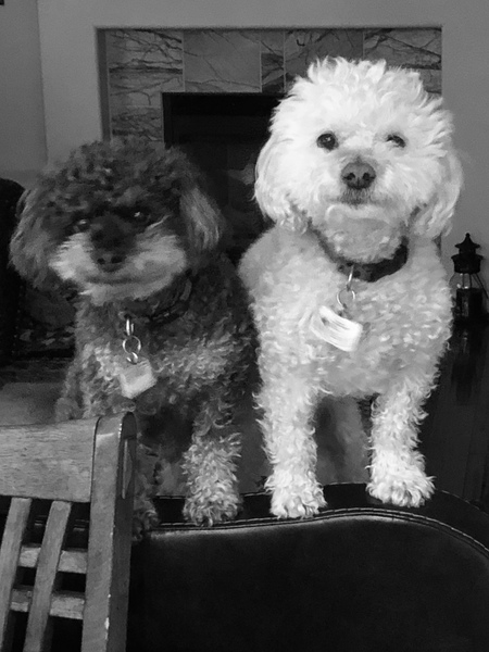 Entry image for Taz and Booboo. Clicking this image will show a larger photo