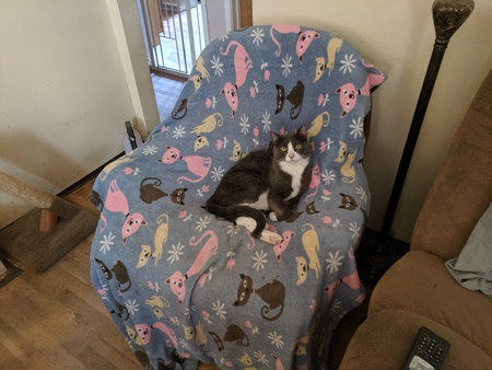 Entry image for Smokey. Clicking this image will show a larger photo