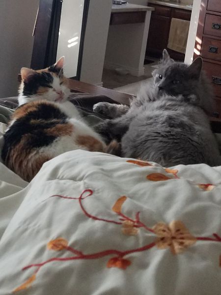 Entry image for Kalie & Silverado. Clicking this image will show a larger photo