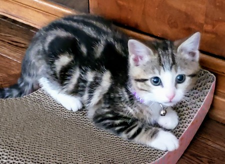 Entry image for Suki. Clicking this image will show a larger photo