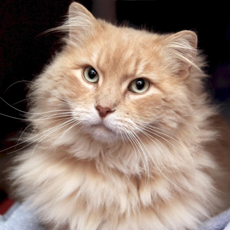 Entry image for Hugo. Clicking this image will show a larger photo